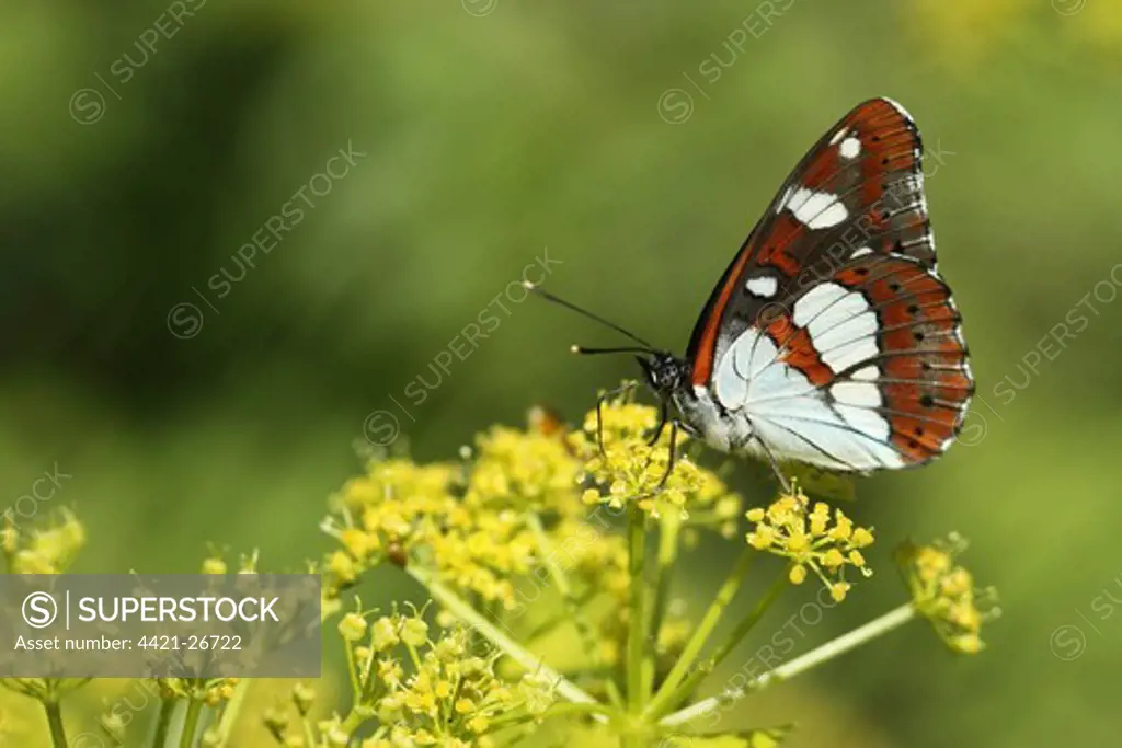 Southern White Admiral (Limenitis reducta) adult, underside, feeding on flowers, Lesvos, Greece, may