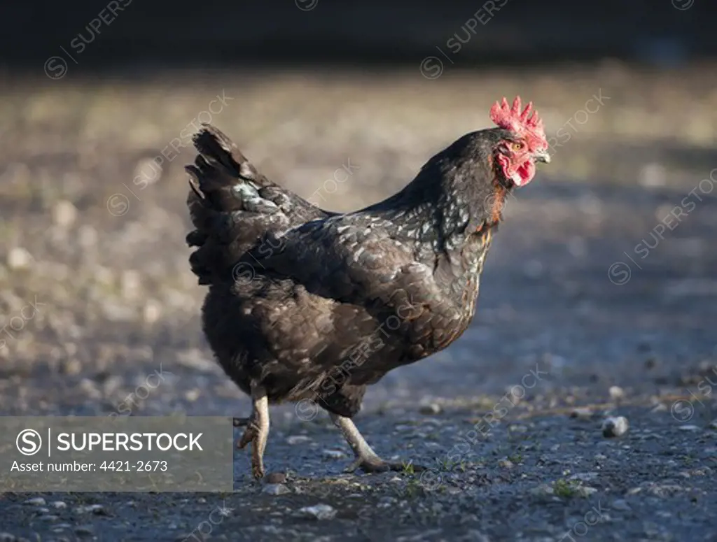 Domestic Chicken, Black Rock hen, walking in farmyard, Chipping, Lancashire, England, november