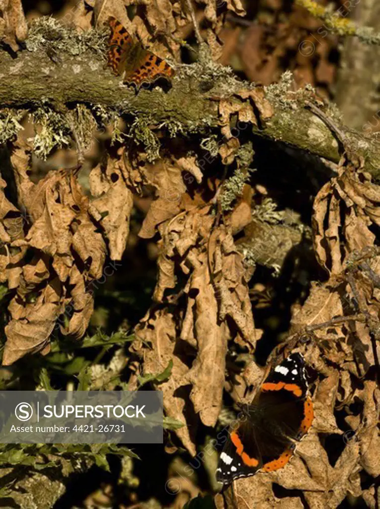 Red Admiral (Vanessa atalanta) and Comma (Polygonia c-album) adults, basking on dead leaves and branch, Dorset, England, october