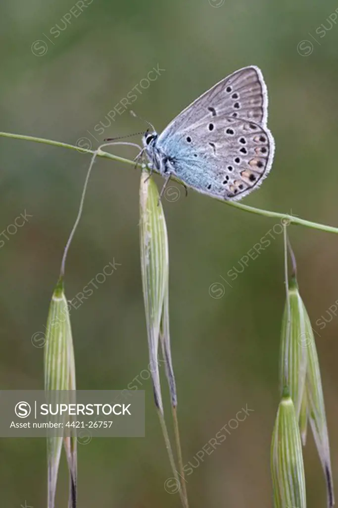 Amanda's Blue (Agrodiaetus amanda) adult male, underside, resting on grass stem, Lesvos, Greece, may