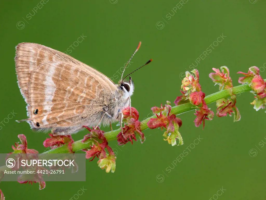 Long-tailed Blue (Lampides boeticus) adult, resting on Sheep's Sorrel (Rumex acetosella) stem, Peloponesos, Southern Greece, april