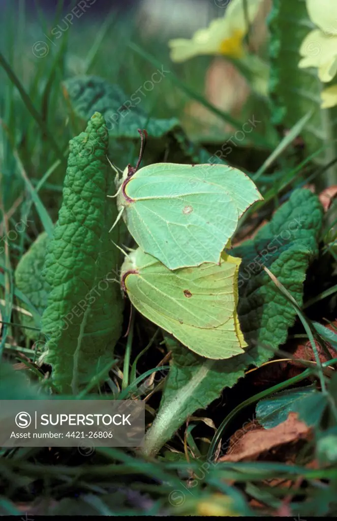 Brimstone Butterfly (Gonepteryx rhamni)  Pair mating on primrose - Groton Wood  HK00898 (Scratched)