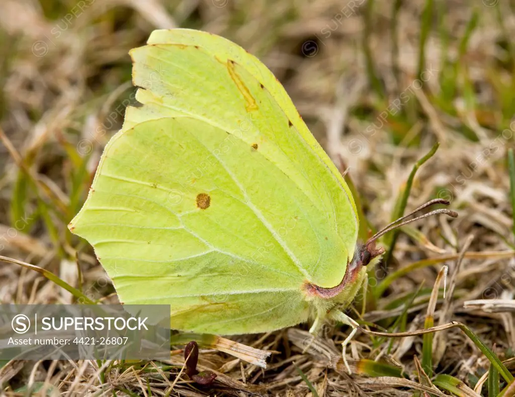 Brimstone Butterfly (Gonepteryx rhamni) adult male, resting in in high pasture, Corsica, France, spring