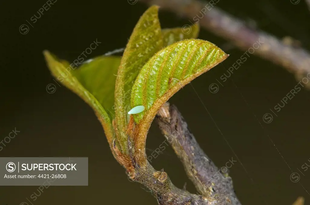 Brimstone Butterfly (Gonepteryx rhamni) egg, on Alder Buckthorn (Frangula alnus) leaf, Norfolk, England, may