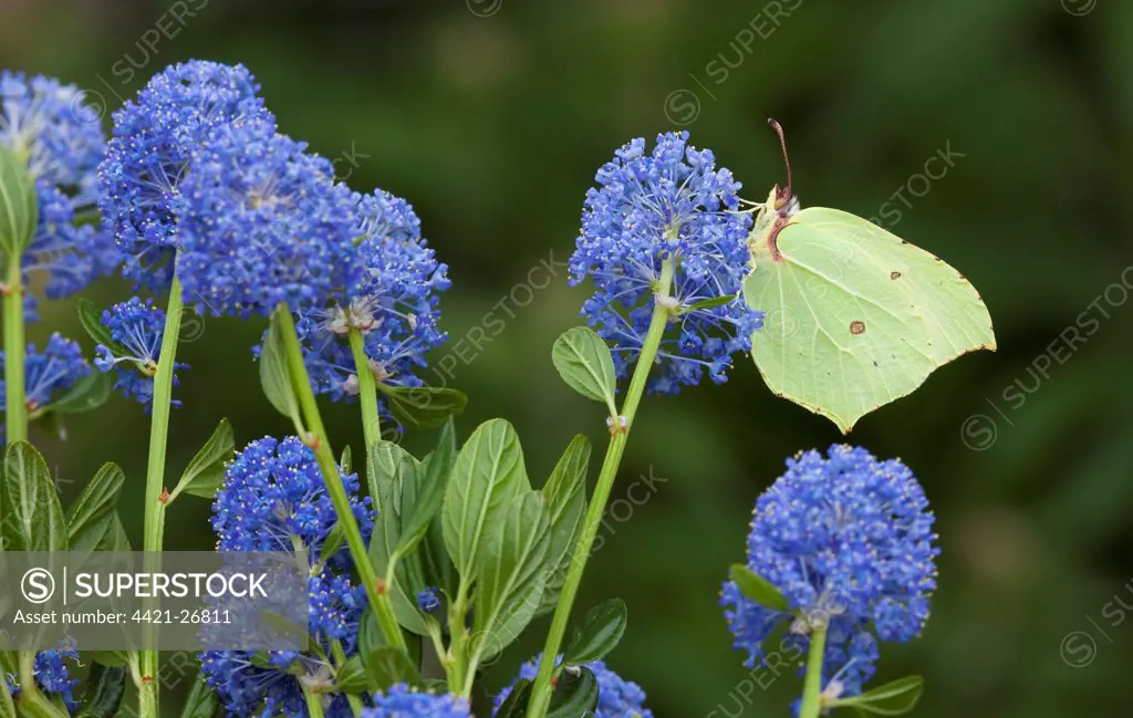 Brimstone Butterfly (Gonepteryx rhamni) adult, feeding on California Lilac (Ceanothus arboreus) flowers in garden, England, june