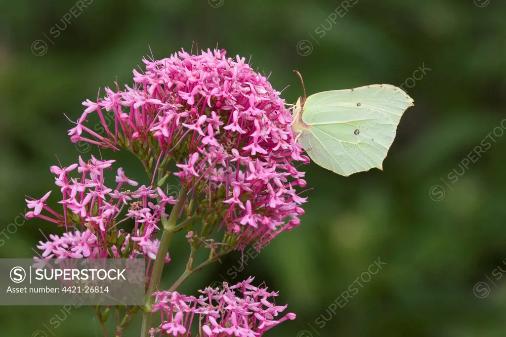 Brimstone Butterfly (Gonepteryx rhamni) adult, feeding on Red Valerian (Centranthus ruber) flowers in garden, England, june