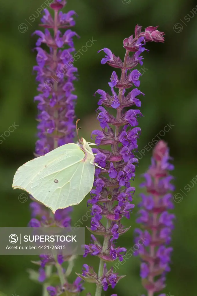 Brimstone Butterfly (Gonepteryx rhamni) adult, feeding on Meadow Sage (Salvia nemorosa) flowers in garden, England, june