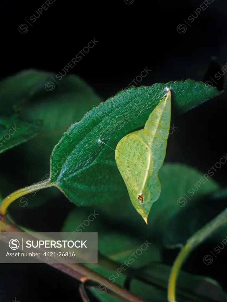 Brimstone Butterfly (Gonepteryx rhamni) pupa