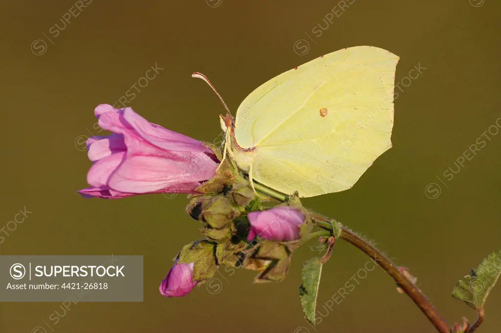 Brimstone Butterfly (Gonepteryx rhamni) adult, underside, resting on flowering mallow, Greece, april