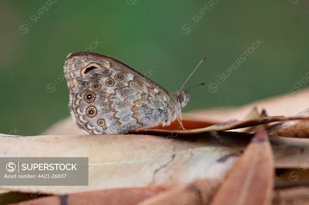 Wall Brown (Lasiommata megera) adult, underside, resting on dry leaves, Lesvos, Greece, may