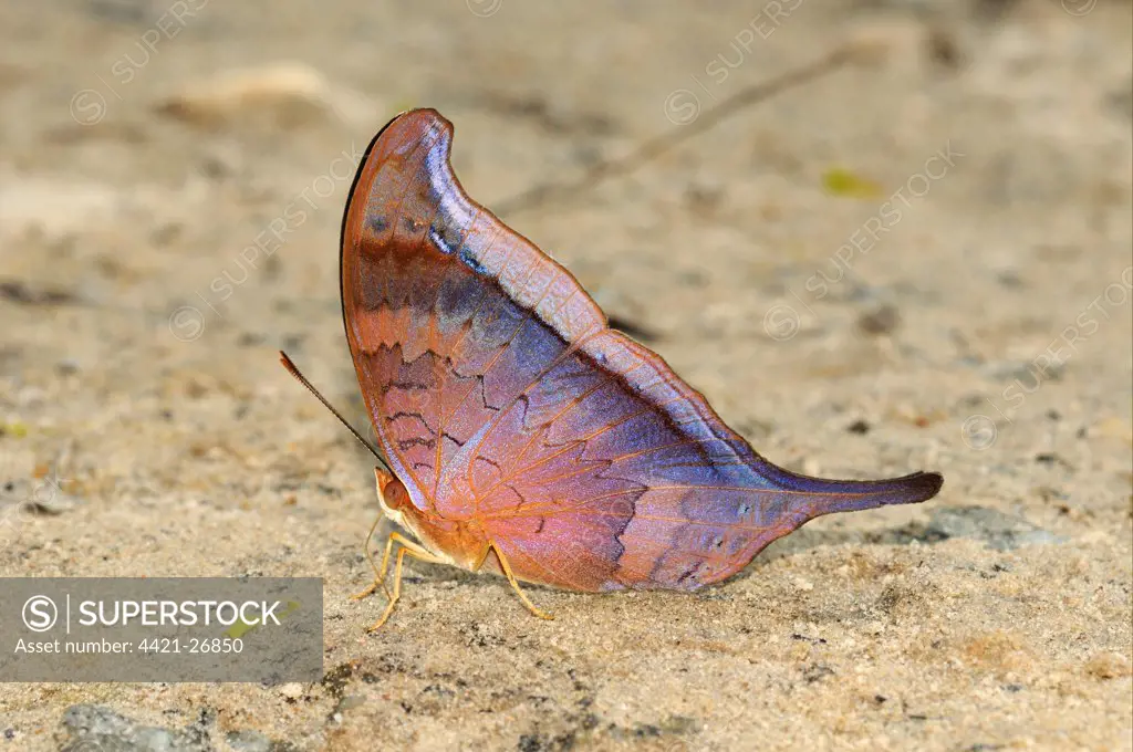 Tutelina Daggerwing Butterfly (Marpesia tutelina) adult, feeding on minerals from soil, Alta Floresta, Mato Grosso, Brazil