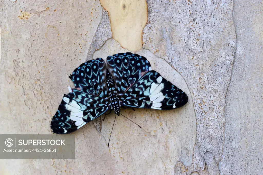Arinome Cracker Butterfly (Hamadryas arinome) adult, resting on tree trunk, Alta Floresta, Mato Grosso, Brazil