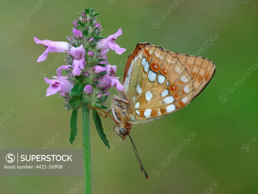 High Brown Fritillary (Argynnis adippe) cleodippe form, adult, roosting on Betony (Stachys officinalis) flowerhead, Cannobina Valley, Piedmont, Northern Italy, july