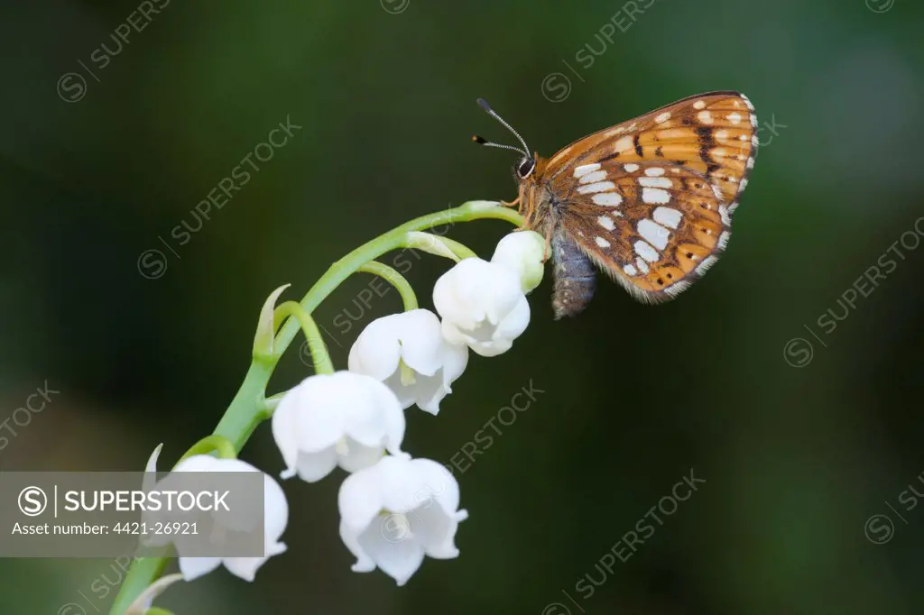 Duke of Burgundy (Hamearis lucina) adult, resting on Lily-of-the-valley (Convallaria majalis) flowers in garden, England, april