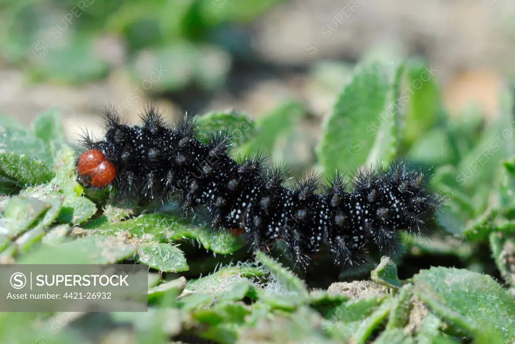 Glanville Fritillary (Melitaea cinxia) caterpillar, feeding on Buckshorn Plantain (Plantago coronopus) leaves on cliffs, Atherfield, Isle of Wight, England, april
