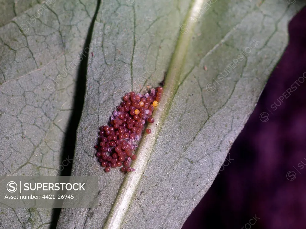 Marsh Fritillary (Euphydryas aurinia) eggs