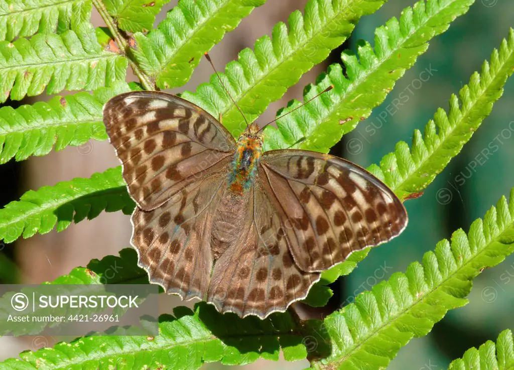 Silver-washed Fritillary (Argynnis paphia valesina) dark form, adult, resting on fern frond, Italy, july