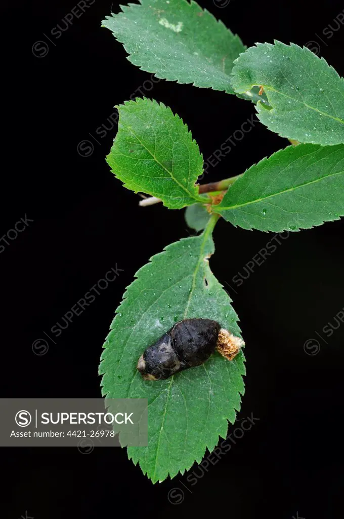 Black Hairstreak (Satyrium pruni) pupa and old larval skin attached to blackthorn leaf, England