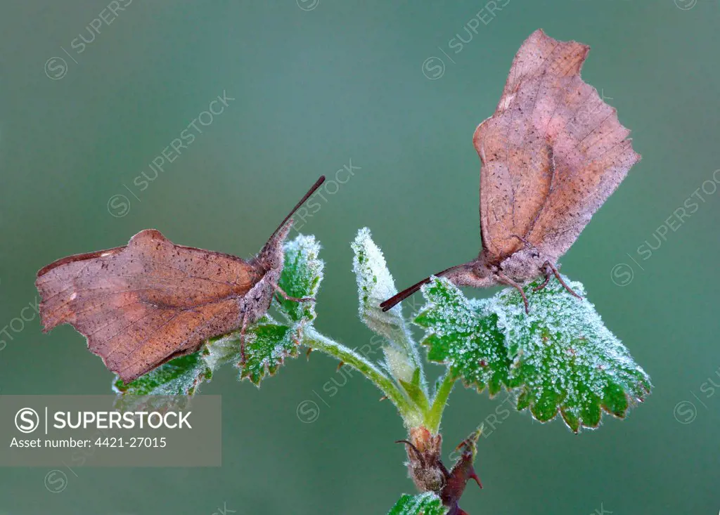 Nettle-tree Butterfly (Libythea celtis) two adults, roosting on bramble leaves with early morning frost,  Peloponesos, Southern Greece, april