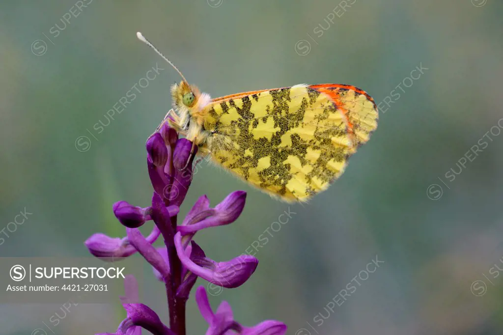 Eastern Orange-tip (Anthocharis damone) adult male, roosting on Green-winged Orchid (Orchis morio), Mount Etna, Sicily, Italy, april