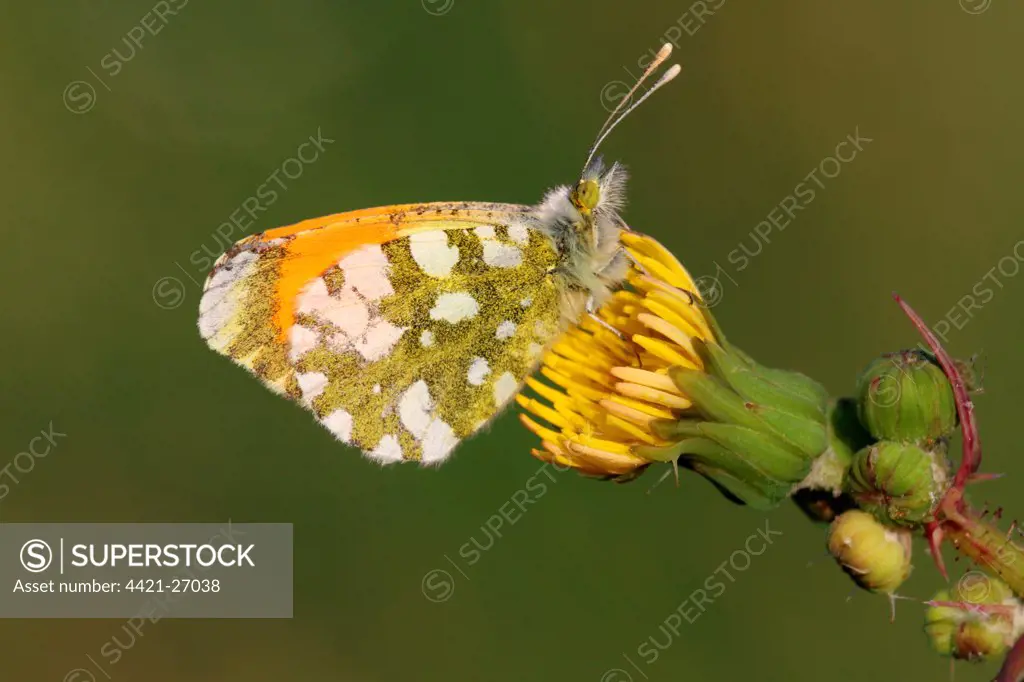 Gruner's Orange-tip (Anthocharis gruneri) adult male, resting on hawkweed flower, Peloponesos, Southern Greece, april