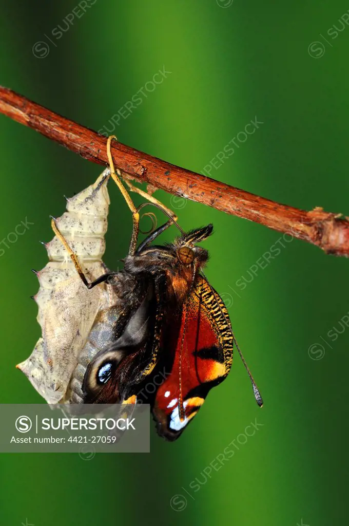 Peacock Butterfly (Inachis io) adult, emerged from pupa, drying and expanding wings, Oxfordshire, England