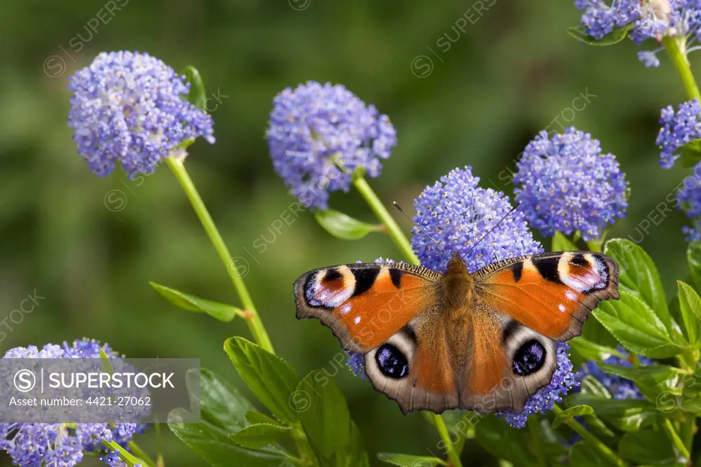 Peacock Butterfly (Inachis io) adult, feeding on California Lilac (Ceanothus arboreus) flowers in garden, England, june