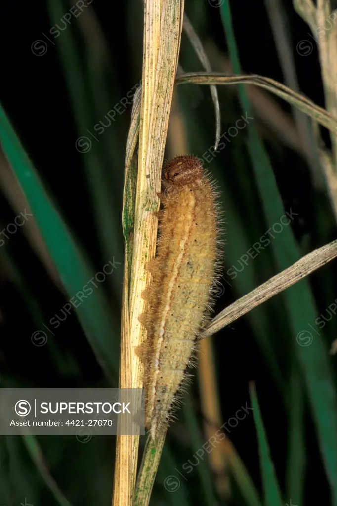 Ringlet (Aphantopus hyperantus) caterpillar, feeding on grass in meadow, Leicestershire, England, may