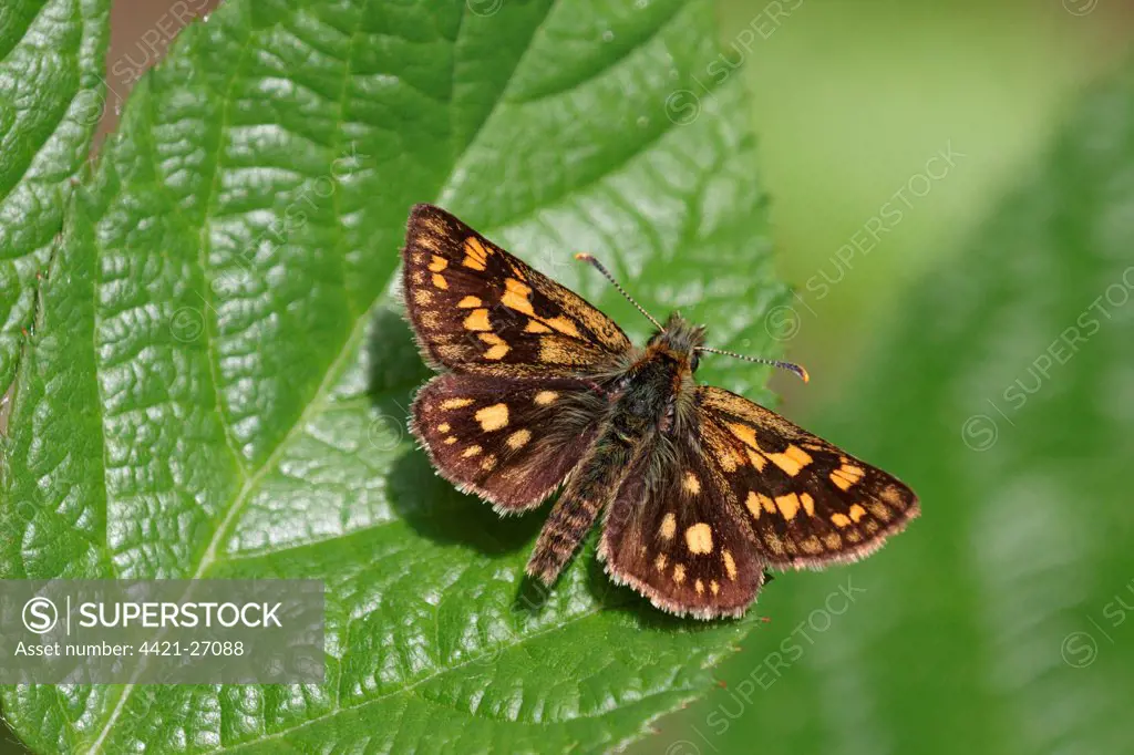 Chequered Skipper (Carterocephalus palaemon) adult male, resting on bramble leaf, Italian Alps, Italy, may