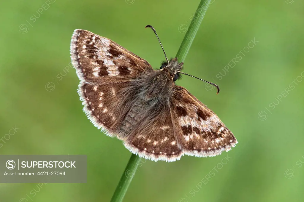 Dingy Skipper (Erynnis tages) adult, resting on grass stem, Warwickshire, England, may