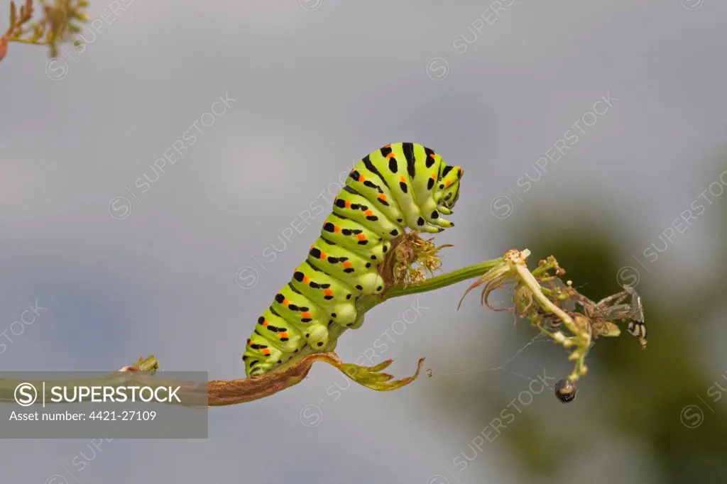 Common Swallowtail (Papilio machaon britannicus) caterpillar, feeding on Milk Parsley, Hickling Broad, The Broads N.P., Norfolk, England