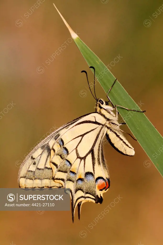 Common Swallowtail (Papilio machaon) adult, underside, resting on reed leaf, Lesbos, Greece, may