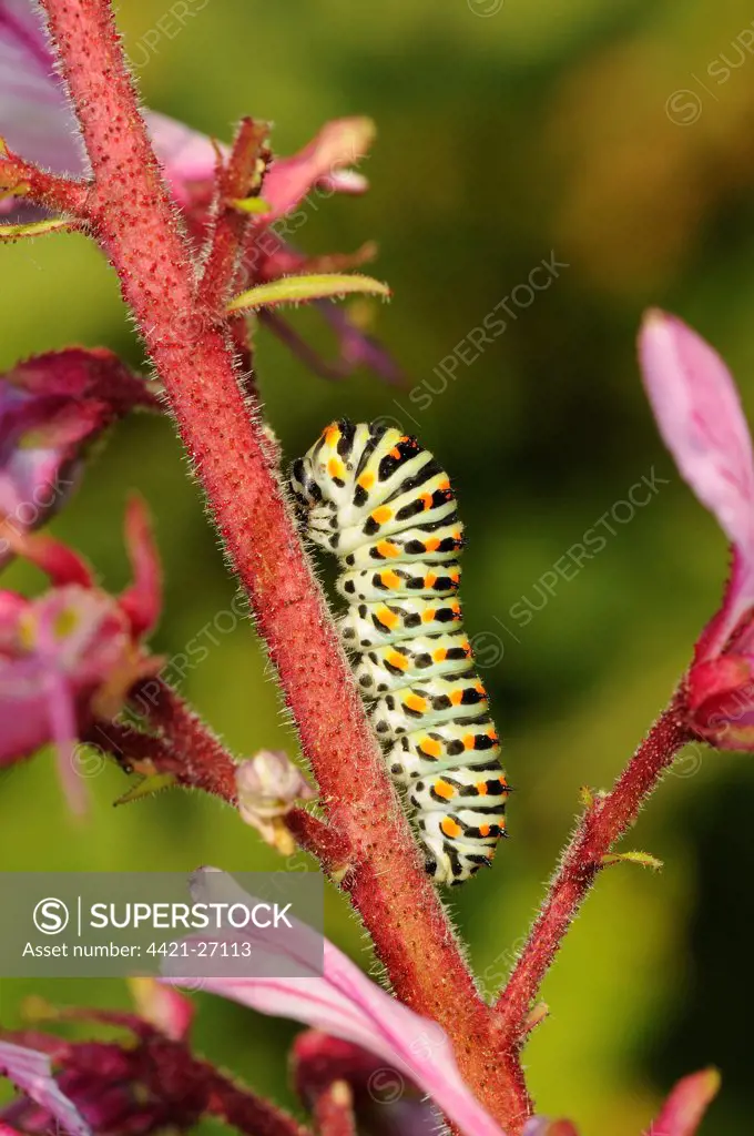 Common Swallowtail (Papilio machaon) final instar larva, feeding on Burning-bush (Dictamnus albus) unusual foodplant, Bulgaria, may
