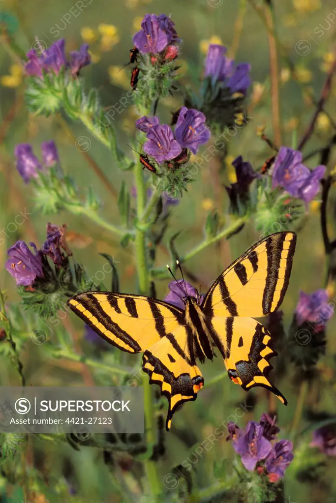 Southern Swallowtail (Papilio alexanor) adult male, feeding on Viper's Bugloss (Echium vulgare) flowers, Turkey, may