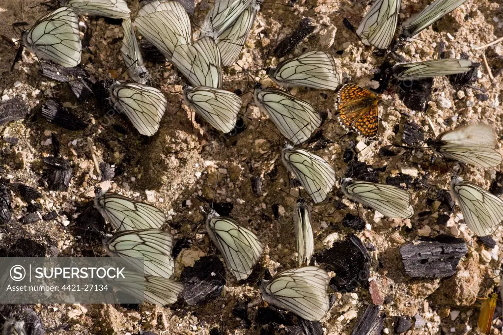 Black-veined White (Aporia crataegi) adult males, and Glanville Fritillary (Melitaea cinxia), drink mineral salts from damp soil, Ecrins, Alps, France
