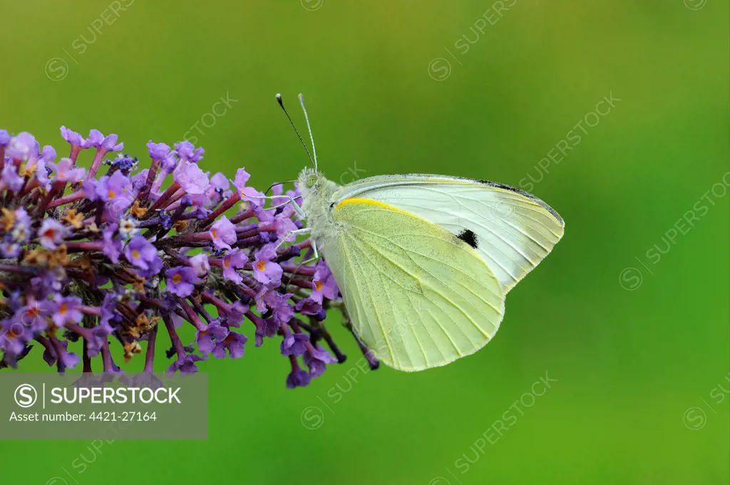 Large White Butterfly (Pieris brassicae) adult, feeding on Buddleia (Buddleja sp.) flowers, Oxfordshire, England