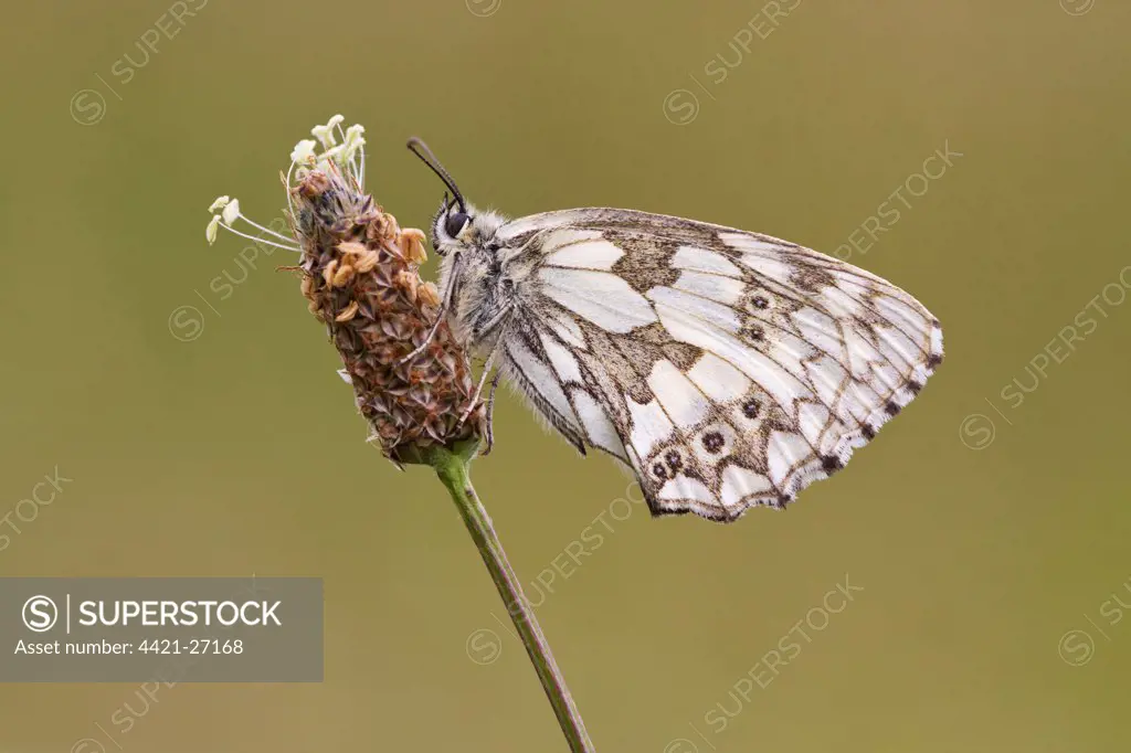 Marbled White (Melanargia galathea) adult, resting on flowerhead, Warwickshire, England, july