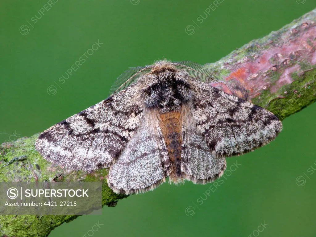 Brindled Beauty (Lycia hirtaria) adult male, resting on twig, Leicestershire, England, may