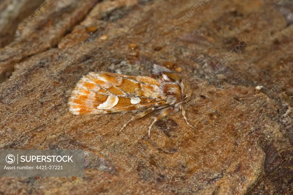Pine Beauty Moth (Panolis flammea) adult, resting on tree trunk, Norfolk, England, april