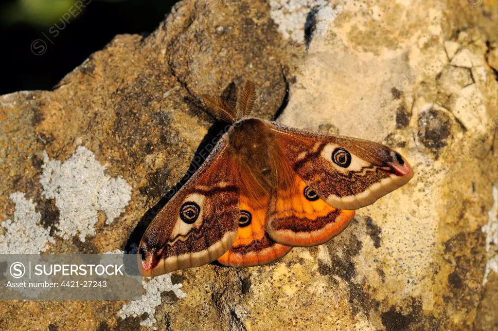 Emperor Moth (Saturnia pavonia) adult male, resting on rock in evening sunshine, Yorkshire, England