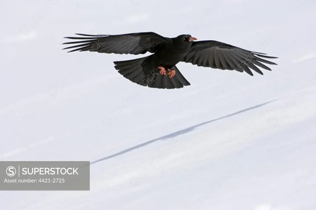 Red-billed Chough (Pyrrhocorax pyrrhocorax) adult, in low flight over snow covered slope, Caucasus Mountains, Georgia, april