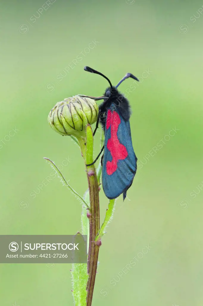 Five-spot Burnet Moth (Zygaena trifolii) adult, with unusual fused spots, resting on flowerbud, Warwickshire, England, may
