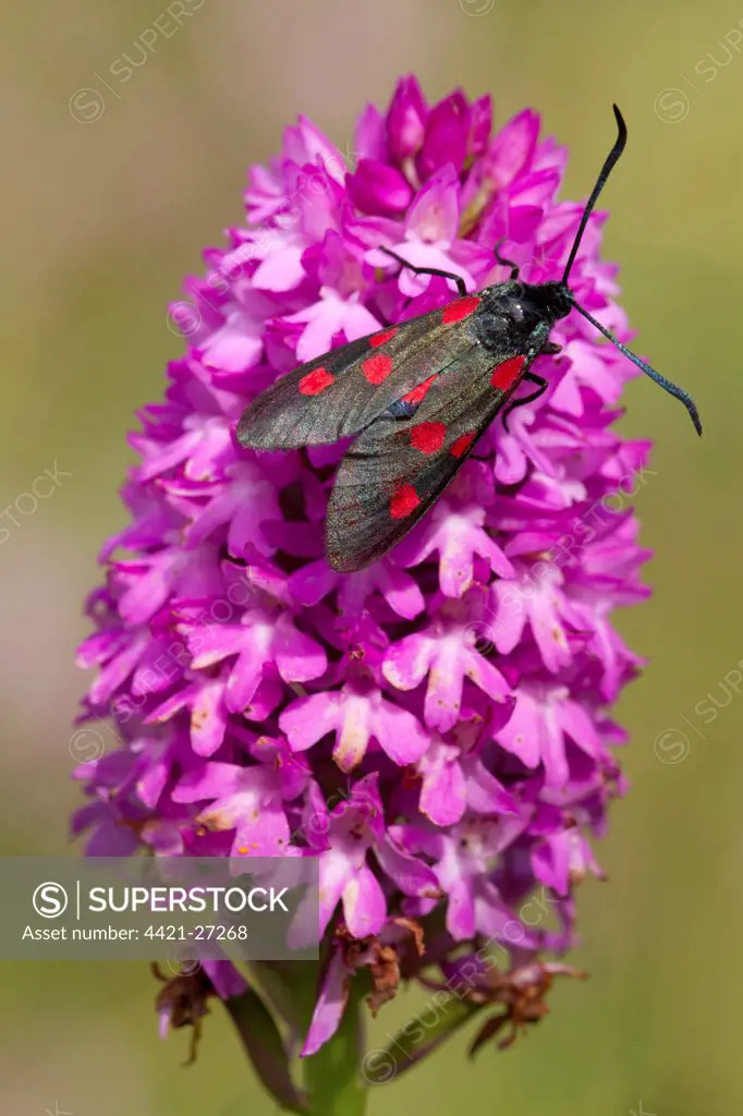Five-spot Burnet Moth (Zygaena trifolii) adult, resting on Pyramidal Orchid (Anacamptis pyramidalis) flowerspike, on coastal sand dunes, Cheswick, Northumberland, England, july