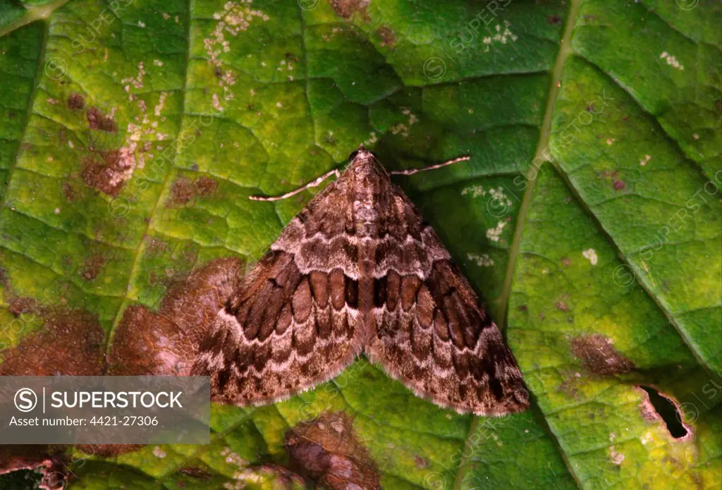 Spruce Carpet Moth (Thera britannica) adult, resting on leaf, Norfolk, England, september