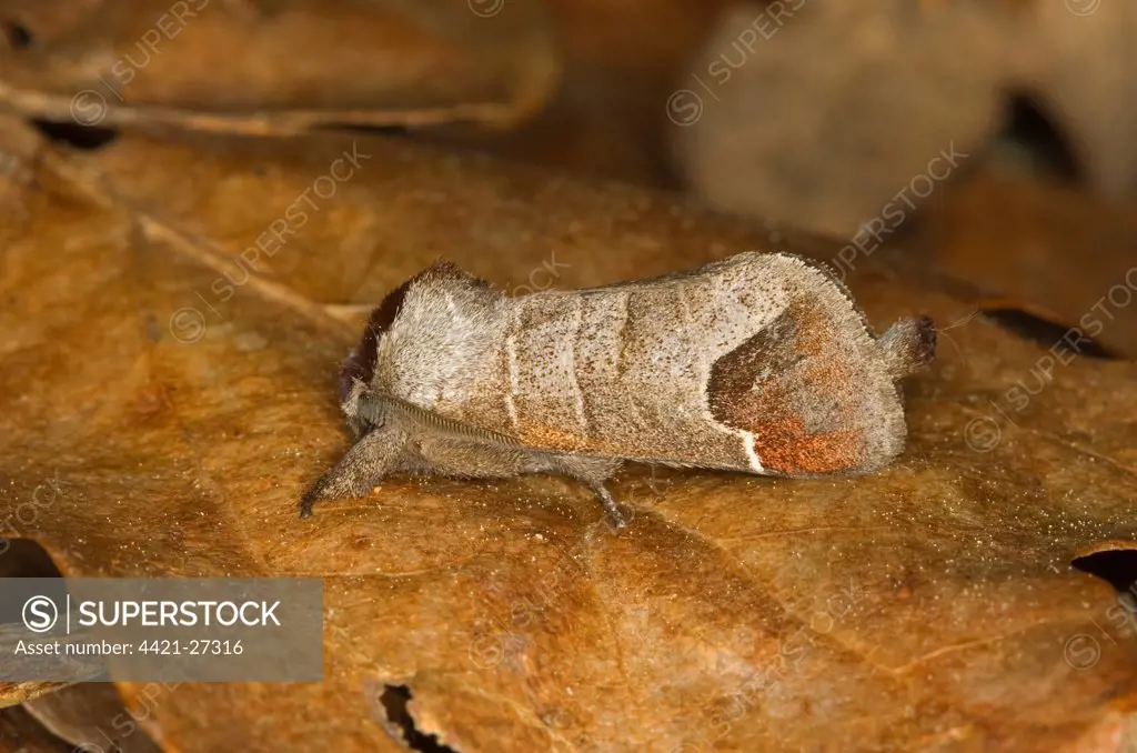 Chocolate-tip (Clostera curtula) adult, resting on fallen leaf, Norfolk, England, may