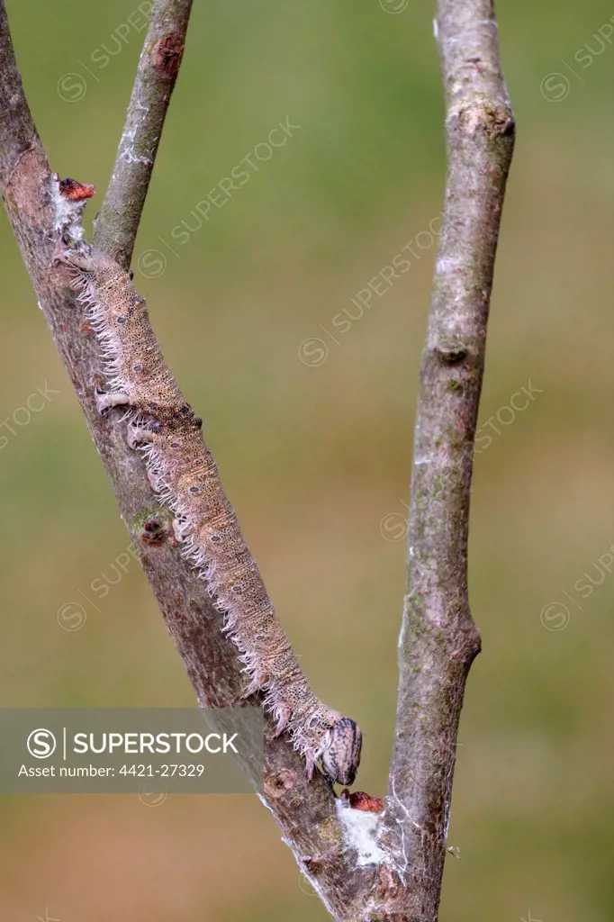 Clifden Nonpareil (Catocala fraxini) caterpillar, camouflaged on European Aspen (Populus tremula) twig, larval foodplant, Italy, june