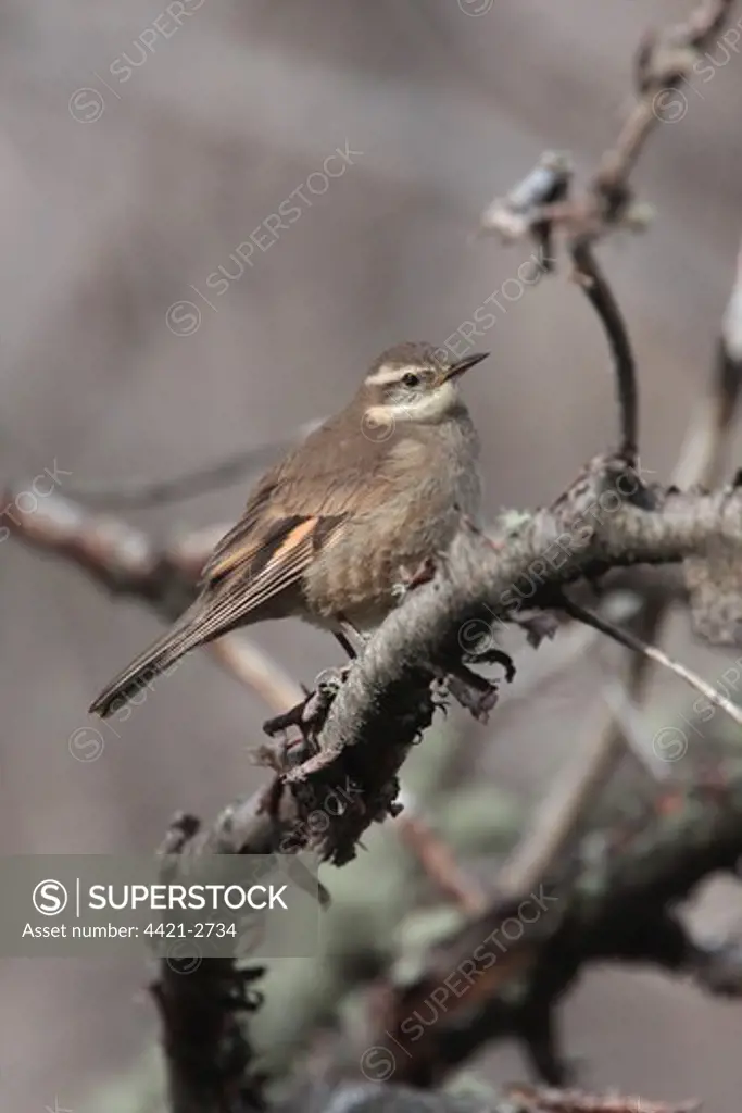 Bar-winged Cinclodes (Cinclodes fuscus) adult, perched on branch, Rio Hermoso Lodge, Neuquen, Argentina, october
