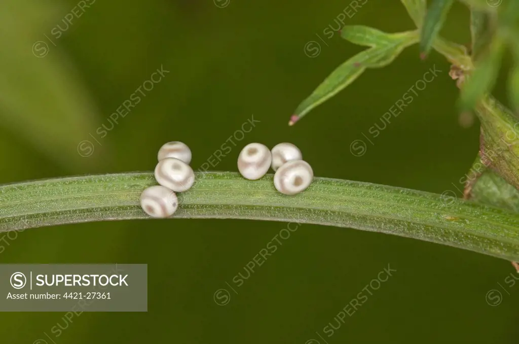 Drinker Moth (Philudoria potatoria) six eggs, laid on Milk Parsley (Peucedanum palustre) stem, Norfolk, England