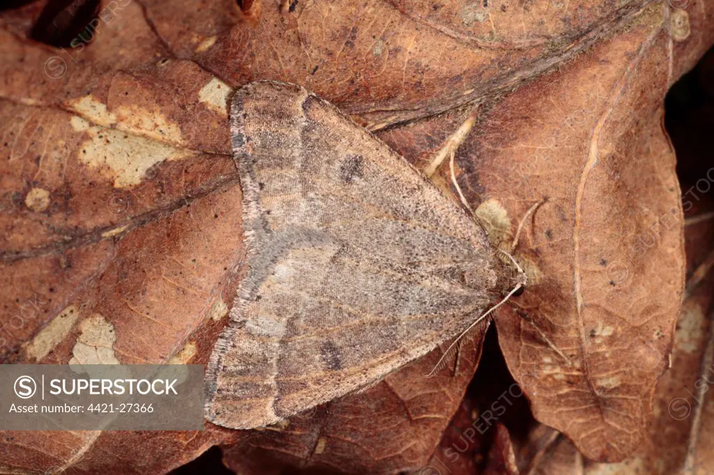 Early Moth (Theria primaria) adult male, resting amongst fallen oak leaves, Powys, Wales, march