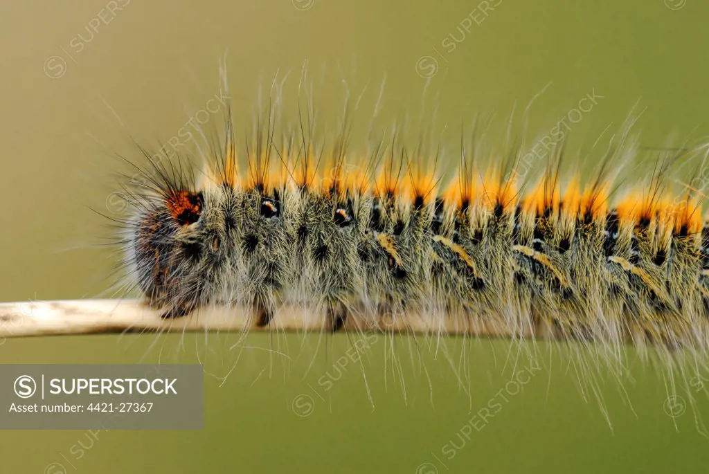 Grass Eggar (Lasiocampa trifolii) caterpillar, on marram grass stalk in sand dunes, Pembrey Country Park, Llanelli, Carmarthenshire, Wales, may